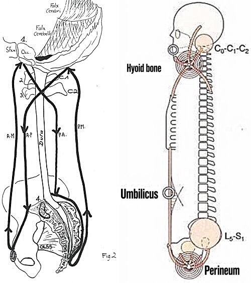 kraniosakral, System