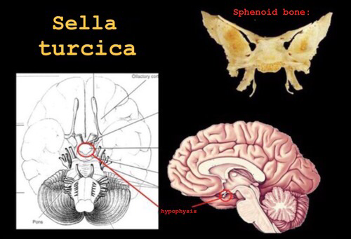 Illustrazione della sezione «Il «Re nella testa» sulla sella turcica»